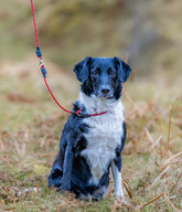 Field Trial PRO swivel slip lead