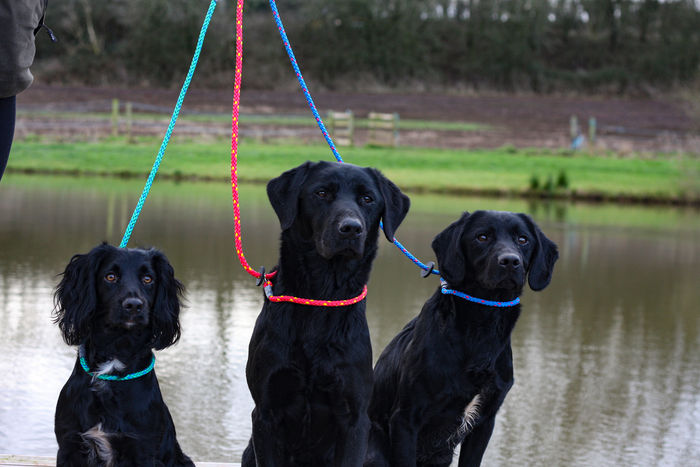 Working & Gun Dogs