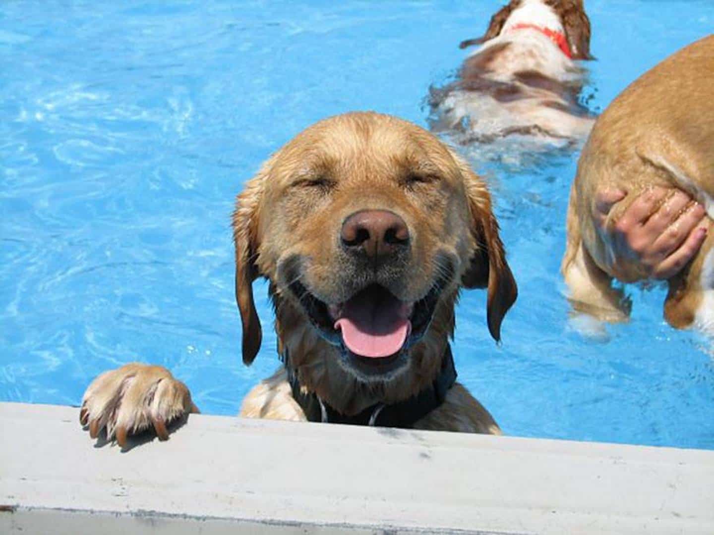 Dog Swimming Pools and Towels
