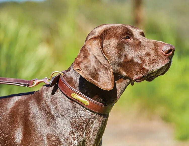 Weatherbeeta - Padded Leather Dog Collar