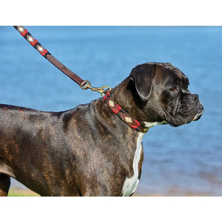 Weatherbeeta Polo Leather Dog Collar.