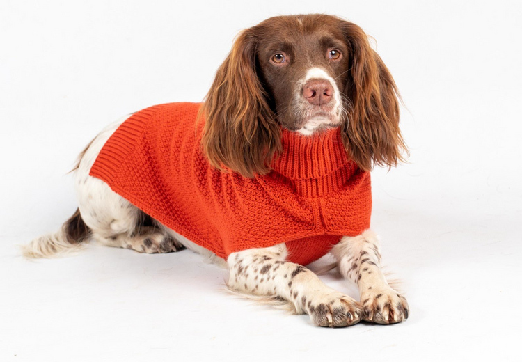 The Jamie Dog Jumper in Burnt Orange