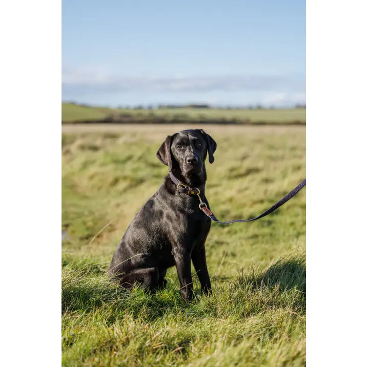 WEATHERBEETA leather plaited dog collar