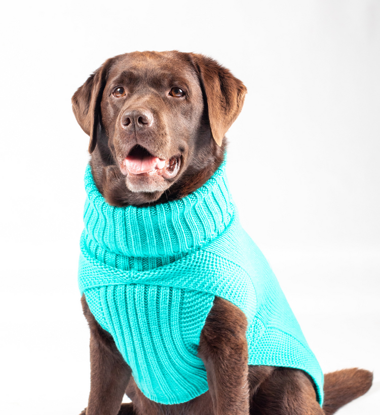 The Jazz Dog Jumper