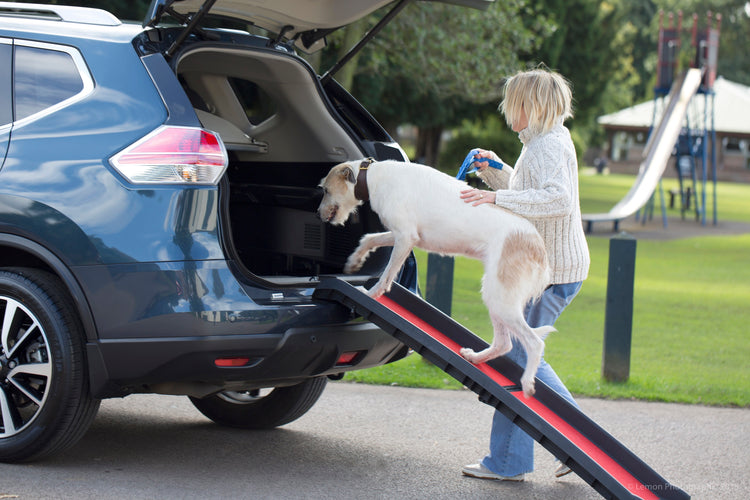 Henry Wag Dog Ramp For Easy Access