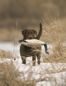 Dead Fowl Canada Goose Dummy by Dokken