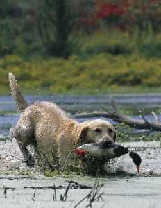 Dead Fowl Mallard Dummy by Dokken