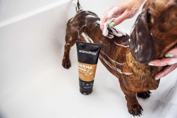 Derma Dog Shampoo 250ml by Animology