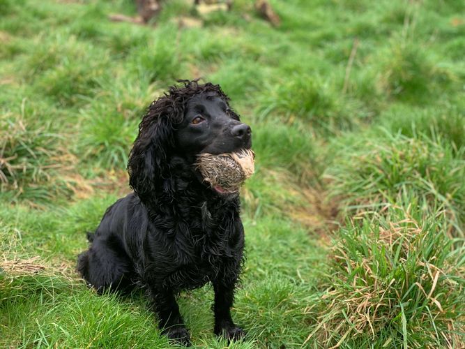 BG Rabbit Scent Training Ball by Ben Randall