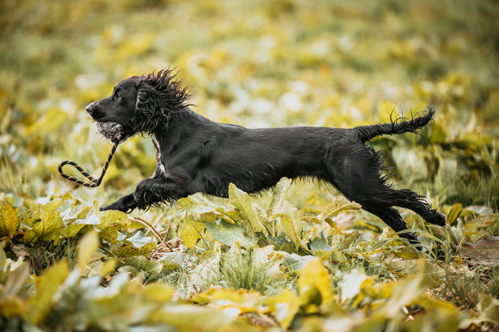 BG rabbit distance marking ball by Ben Randall